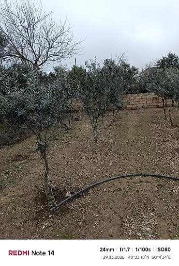 suni ağac: Zeytun ağacları. - Şəkillərdə göründüyü kimi, müxtəlif hündürlük və — 2