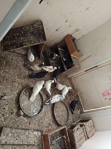 Ev göyərçinləri – müxtəlif rəng və növlər - Ağ, qara, boz, mavi