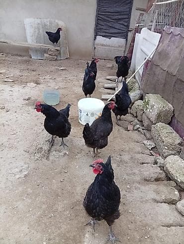 kend toyuqları: Toyuq, Australorp, Yumurtalıq, Ünvandan götürmə — 10