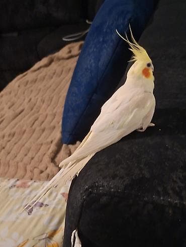 K/t heyvanları və malları: Karalla cut satilir 10 ayliq yumurtlamaga tam hazir yuvaya girib cixir — 7