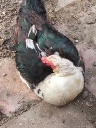 ördək qiyməti: Lal ördəyi (Cairina moschata) – iri cins. - Rəng: qara-ağ qarışıq — 1