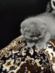 K/t heyvanları və malları: Şotland, Dişi, Ünvandan götürmə — 9