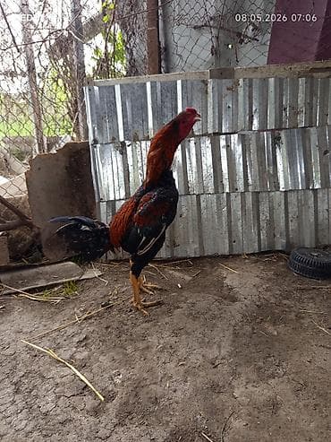 pisik sekilleri: Məhsul: Xoruz Təsvir: Daş pipiy 9ayllq - Uzunboyun, incə quruluşlu — 4