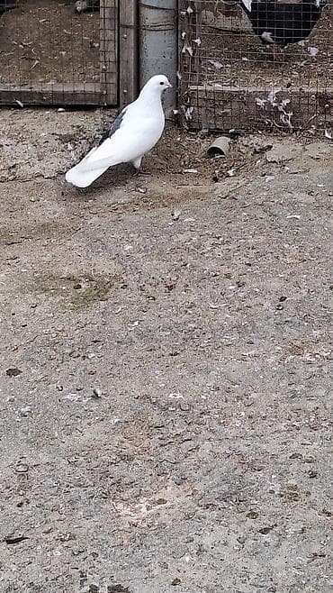 hesterxan qusu: Mayadi Bakidadi Məhsul: Ev göyərçinləri (ağ və ağ-qara rənglər) — 3