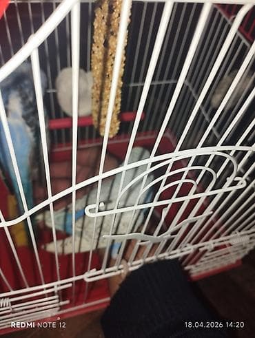 ev heyvanlari: Sakit və mehriban xarekterli, mavi-ağ rəng çalarında dalmatin naxışlı — 3