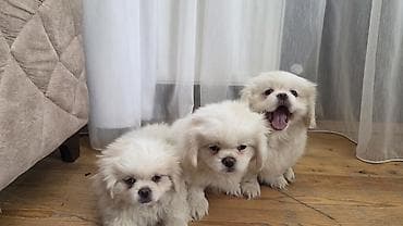 Pekines, 2 ay, Erkek
