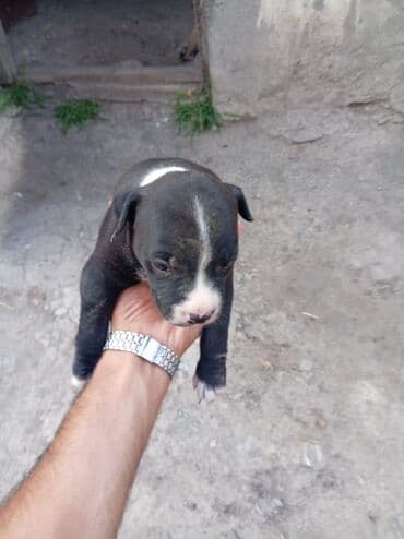 dişi pitbul: Pitbul, 1 ay, Dişi, Ödənişli çatdırılma — 4