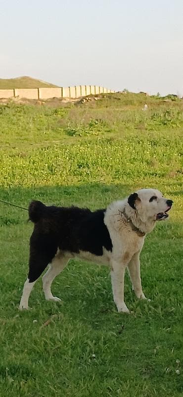 sivas kangal kanqal iti: Alabay, 2 il, Erkek, Peyvəndli, Pulsuz çatdırılma — 4