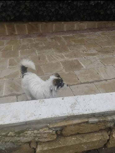 pekines itleri: 11 ay, Peyvəndli, Ödənişli çatdırılma — 1