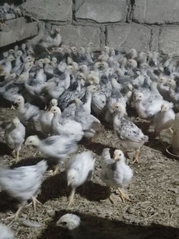 iri buynuzlu heyvanlarin satisi: Toyuq cücələri, Ətlik, Ünvandan götürmə, Ödənişli çatdırılma — 4