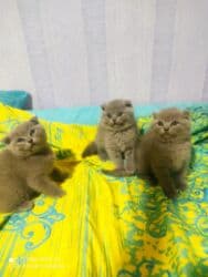 pişik cutleşdirme: Şotland, Dişi, Yaxşı əllərə, Ünvandan götürmə — 1