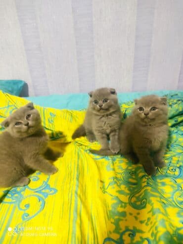 pişik üçün qum qabı: Şotland, Erkək, Dişi, Ünvandan götürmə — 14