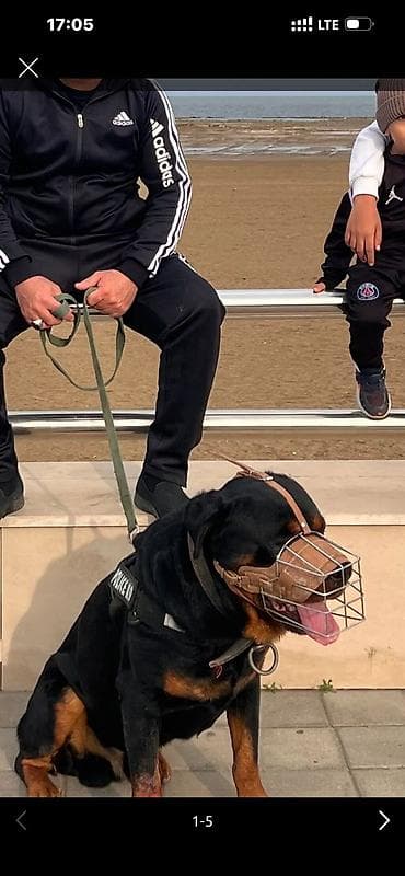 çin iti: Rotfeller 1 yas 6 ayliq satilir, komandalari bilir sosiallasmis itdir — 2