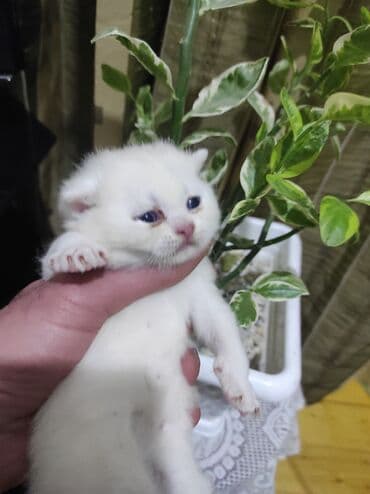 heyvanlara verilen xususi adlar: Erkək — 1