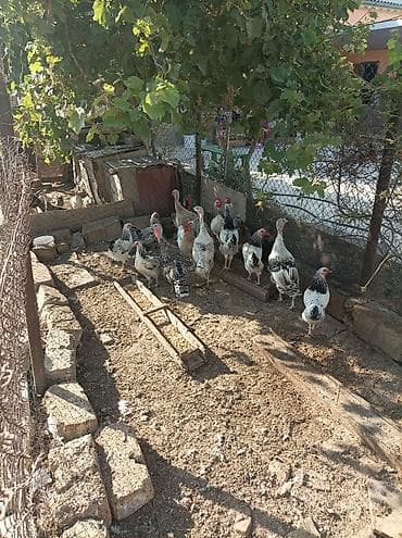 quşlar: Satılır ana hindusqalar 5 dene bala hindusqalar 12 dene cuceler 2 — 2