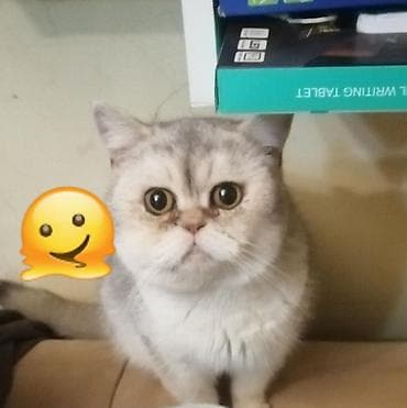 scottish pişik: Ekzot, Erkək, Yaxşı əllərə, Ünvandan götürmə, Pulsuz çatdırılma — 5