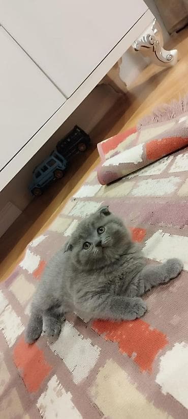 heyvanlar: Şotland yastı qulaq, Erkək, Dişi, Yaxşı əllərə, Ünvandan götürmə, Pulsuz çatdırılma, Ödənişli çatdırılma — 3