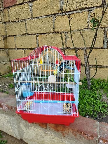 pisik ucun: Zəng yox, yalnız whatsapp!!! Alman cinsi - dişi, Çex cinsi - erkək — 9