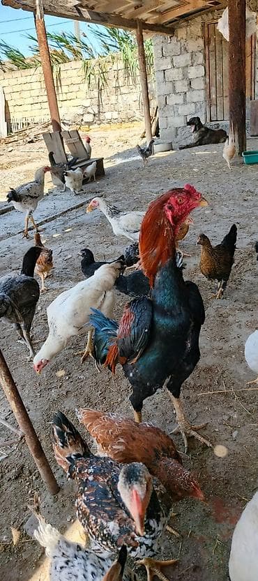 qafqaz coban itləri: 11 aylıq heyratı becə satilir tam saglam aktiv xoruzdu. doyusunde — 3