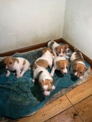 джек рассел терьер бишкек: Cek rassel teryer, 1 ay, Erkek, Ödənişli çatdırılma — 6