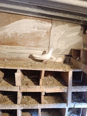 Gəmiricilər: 3 dene quşdu qiymət birinə ayıdi qusdar goz qabaqinda saglam qusdardi — 3