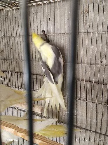 попугай корелла: Watsapla elaqe Qiymetler 45-50-60 arasi hazir cutler qiymet birine — 4
