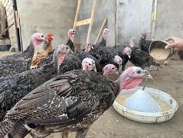 yorga at satilir: 46 Ədəd Ana Altından Çıxan Amerika-Bronz Hinduşkalar Satılırlar — 7