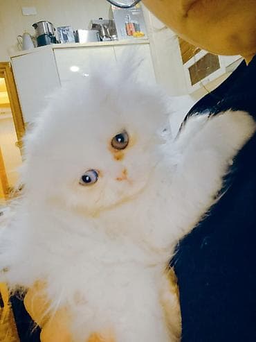 pişiklər bala: Şotland yastı qulaq — 9