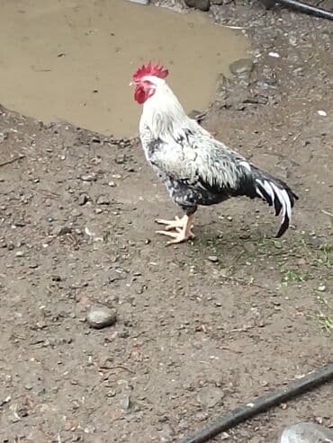 клетки для бойцовых петухов: Məhsul: Xoruz Təsvir: - İri bədənli, güclü quruluşlu kənd xoruzu - — 7