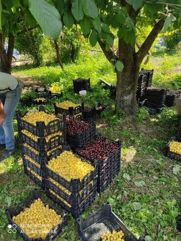 xırdalan kirayə evlər 1 otaqlı: 15 sot, Tikinti, Barter mümkündür, Kupça (Çıxarış) — 4