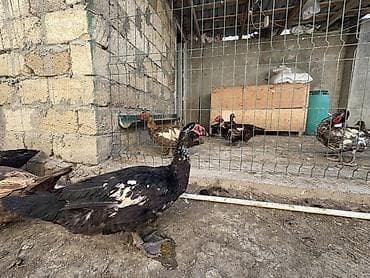 satdig quslar: Erkək, | Lal ördək, Ətlik, Ödənişli çatdırılma — 6
