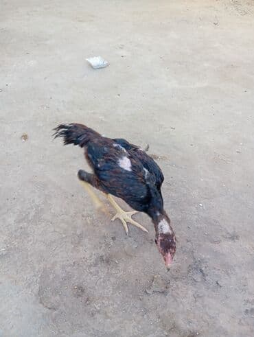 Heyvanlar üçün mallar: Xoruz, Heyratı, il: 1, Ödənişli çatdırılma — 14