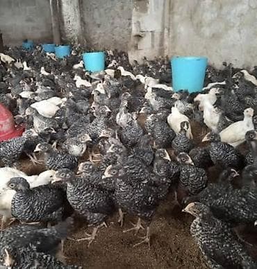 Atlar: Toyuq cücələri, Damazlıq, Ünvandan götürmə, Ödənişli çatdırılma, Rayonlara çatdırılma — 1