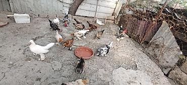 bantam: Toyuq, Damazlıq — 8