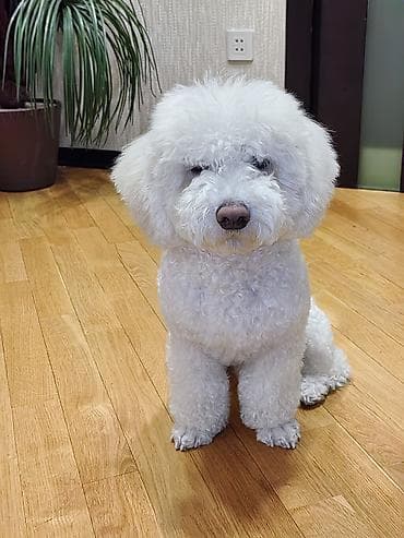 itlərin cütləşdirilməsi: Bişon Frize, 6 ay, Erkek — 5