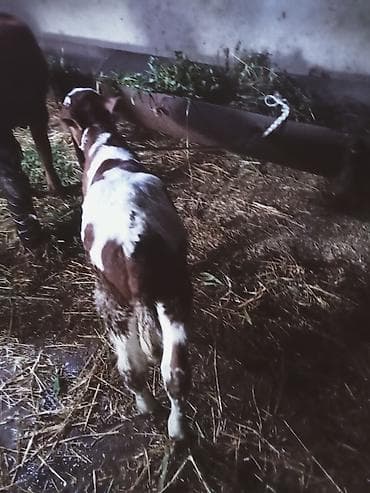 inək satşı: Südünə gəlmiş inək buzovu ilə birlikdə. hevan 3 memedi 4200 deylir — 6