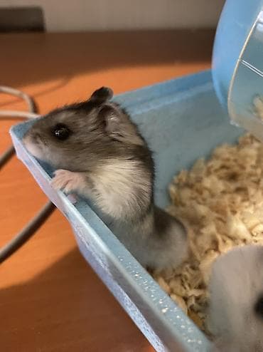 Digər heyvanlar: Hamsterlər – iki ədəd (biri 3azn)erkek və dişi - Növ: cırtdan (Dwarf) — 6