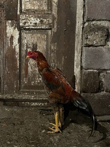 K/t heyvanları və malları: Xoruz, il: <1 — 3