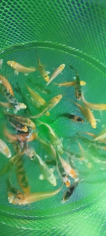 zvanok it satilir: Koi, Sülhsevər, Ödənişli çatdırılma — 3