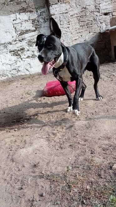 baskervillerin iti: Pitbul, 2 il, Erkek, Cütləşmə üçün — 5