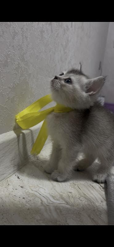 pulsuz it satilir: Şinşilla, Erkək, Ünvandan götürmə, Ödənişli çatdırılma, Rayonlara çatdırılma — 2