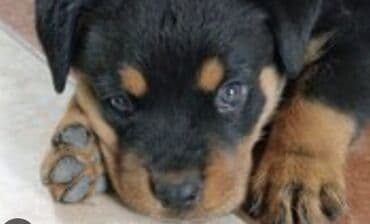 dovsan sekilleri: Rotveyler — 7