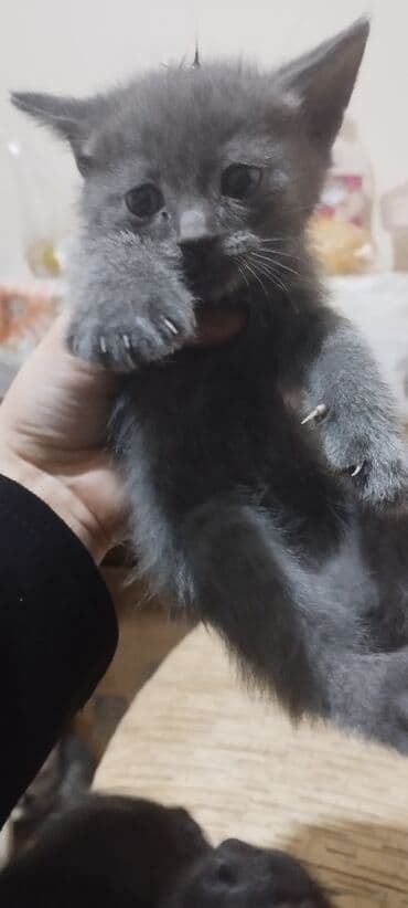 Şotland, Yaxşı əllərə