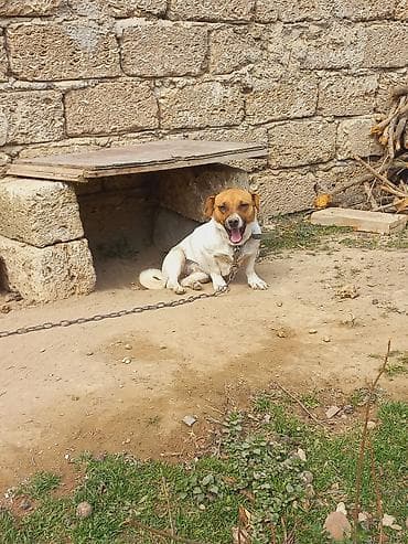 itlee: Cek rassel teryer, 2 il, Dişi — 8