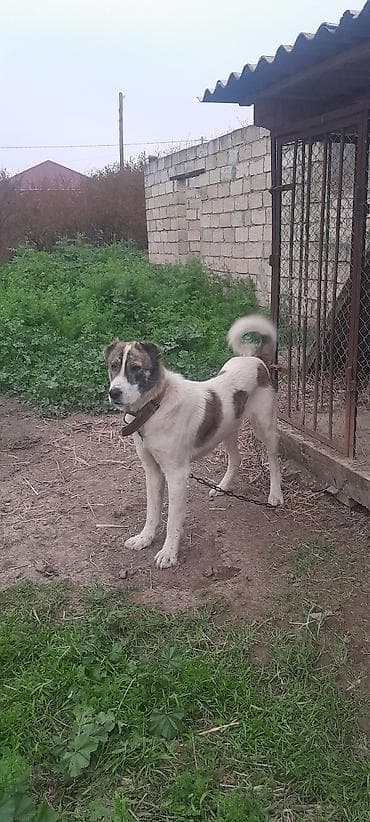 heyrati yumurtasi satilir: 1 il, Erkek, Ödənişli çatdırılma — 5