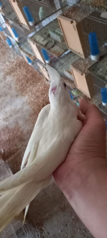 sağlam həyat sağlamlıq mərkəzi: Salam ilk ozce yazini hamisini oxuyun sonra elaqe saxliyin hardasa bir — 4