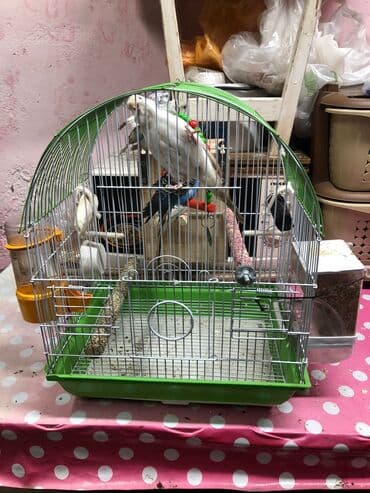 Göyərçinlər: 2cut 2erkey 2disi. 1illik quslardir tam saglamdir. qefes qarisiq — 4