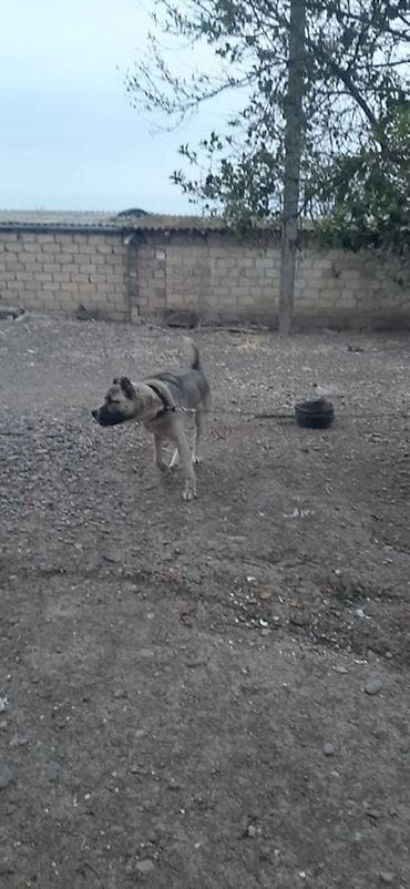 it heyvan: Kanqal, 10 ay, Erkek — 7