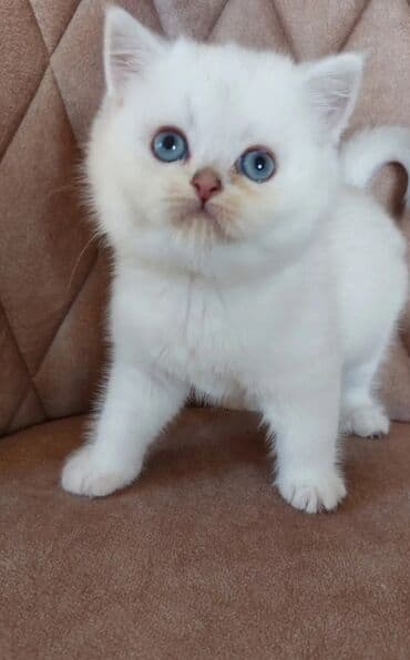 İtlər: Britan, Erkək, Pulsuz çatdırılma — 1