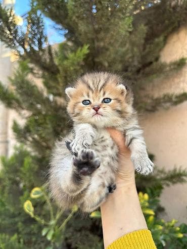 balaca pişikler: Britan — 1